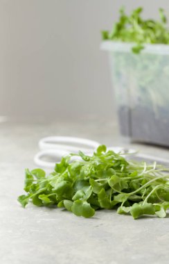 Masada makasın yanında taze Daikon yeşillikleri ve vitamin salatası için bir kutu bitki kes. Metin için alanı kopyala