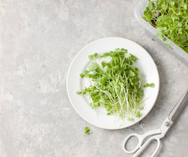 Genç Daikon yeşilliklerini, gri taş bir masanın üzerinde bir kutu mikro-yeşillik ve makas ile bir tabakta kes. Metin için alanı kopyala