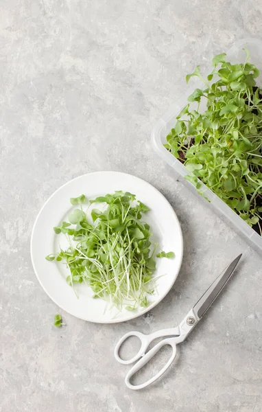 Verse Jonge Daikon Greens Een Bord Met Een Doos Micro — Stockfoto