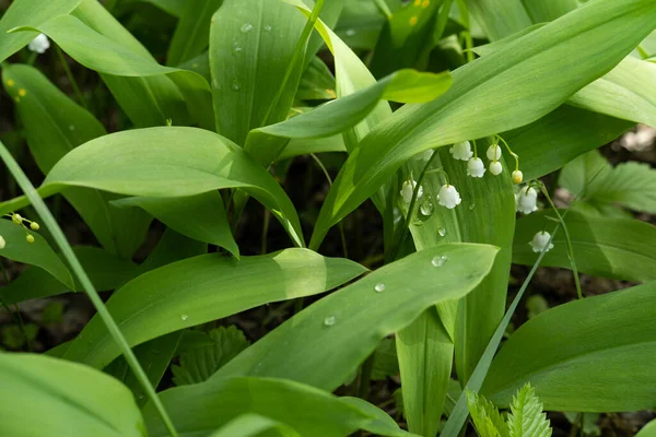 빗방울처럼 오르는 골짜기의 꽃피는 릴리의 — 스톡 사진