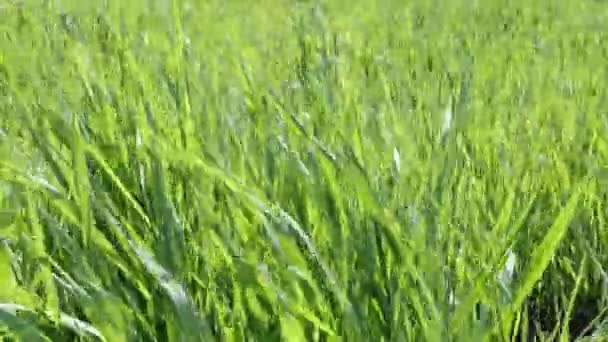 明るい晴れた日には風に揺れる緑の若いジューシーな草のフィールド 閉じろ — ストック動画