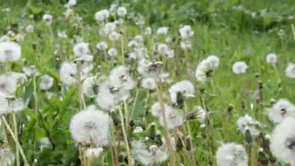 Yeşil Çimlerin Üzerinde Olgun Karahindibalar Rüzgar Yeni Çiçekler Için Karahindiba — Stok video