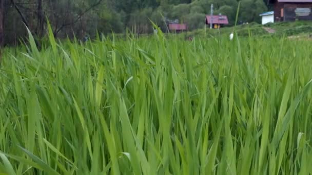 Hautes broussailles d'herbe juteuse sur l'estuaire près du village au ralenti vidéo 