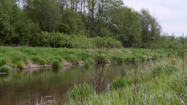 Bir Ormanın Yanında Dar Bir Nehir Manzarası Yavaş Çekimde Uçan — Stok video