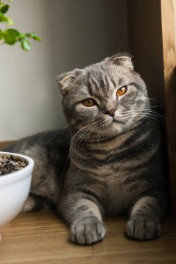 İskoç düz kedi - İskoç kedi düz kulakları ile