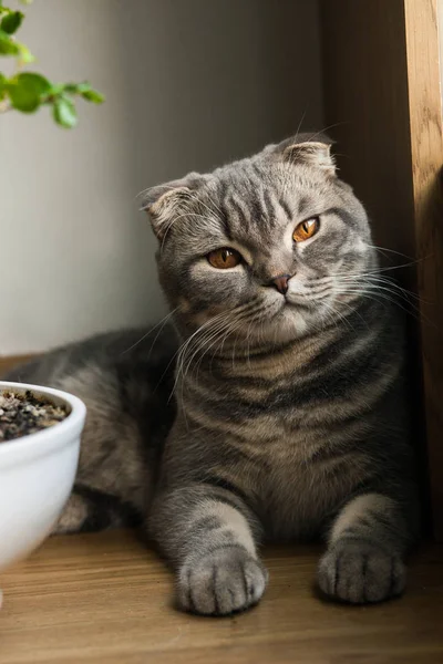 Schottische Straight Cat - Schottische Katze mit geraden Ohren — Stockfoto