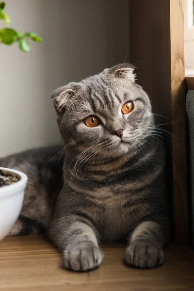 Gray cat. Scottish fold cat — Stock Photo, Image