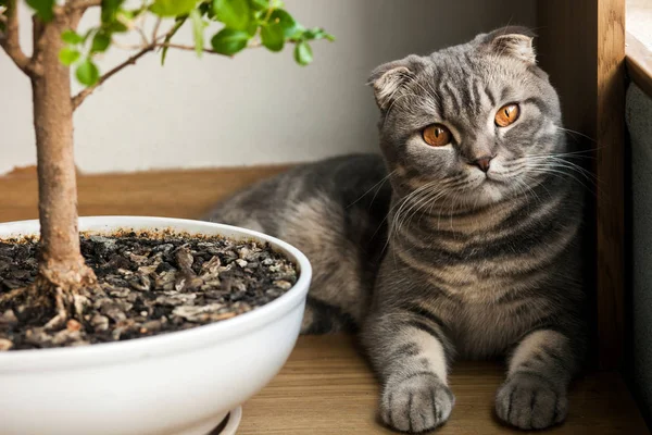 Graue Katze. Schottische Faltenkatze — Stockfoto