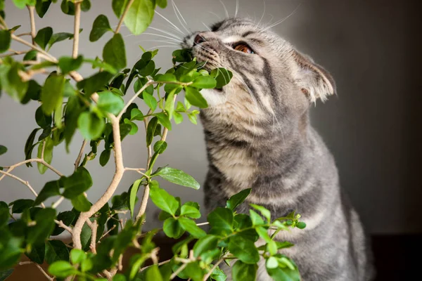 Котячий кіт шотландський прямий пухнастий, тварина — стокове фото