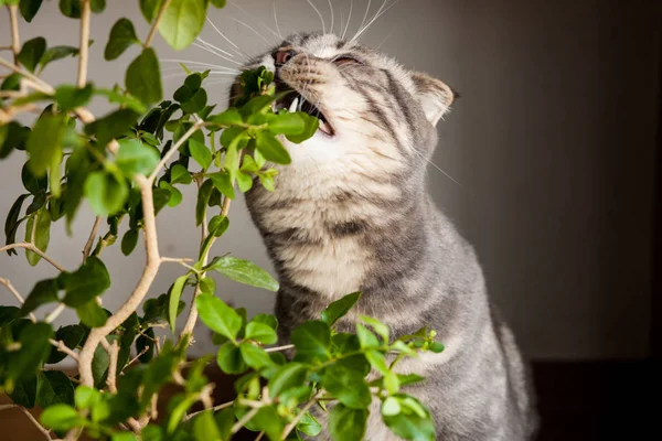 Gatto grigio. Gatto piega scozzese — Foto Stock