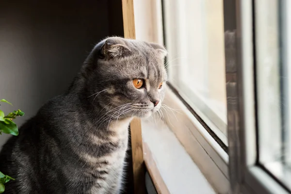 Gray cat Scottish breed looks on light near window, green background, — Stock Photo, Image
