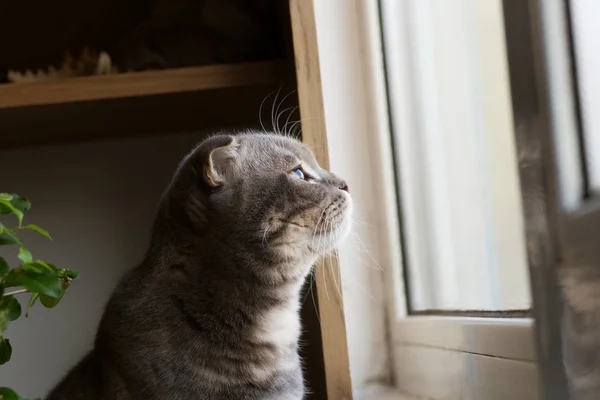 Gray cat Scottish breed looks on light near window, green background, — Stock Photo, Image