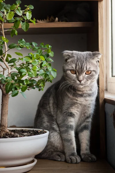 Schottische Straight Cat - Schottische Katze mit geraden Ohren — Stockfoto