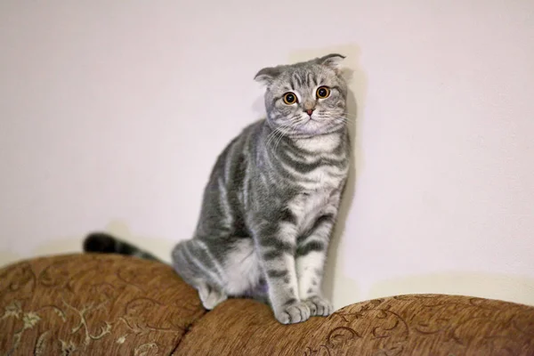 Gato gris mirando a la cámara y sentado en un sofá — Foto de Stock