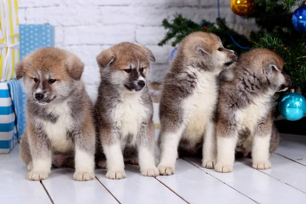 Japonês Akita-inu, filhotes de cachorro akita inu senta-se em um fundo do Ano Novo — Fotografia de Stock