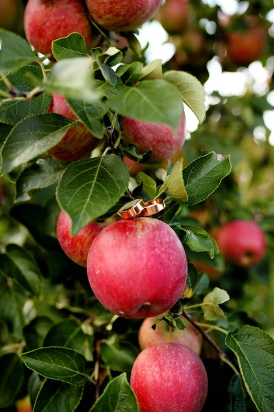 Golden wedding hoops on apples in the garden — Stock Photo, Image