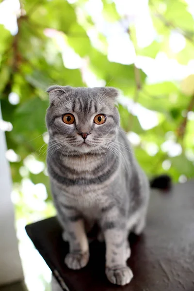 Big grey british cat outdoor. — Stock Photo, Image