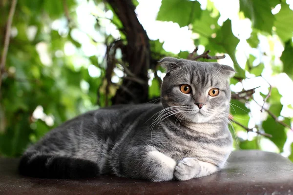 Большой серый британский кот на открытом воздухе . — стоковое фото