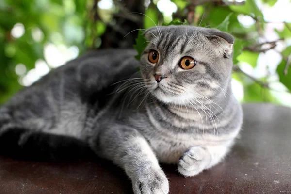 Grande gris británico gato al aire libre — Foto de Stock