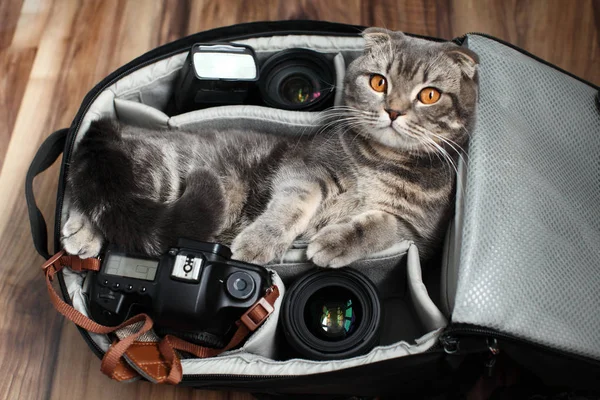 Британец Shorthair кота в фотопакете . — стоковое фото