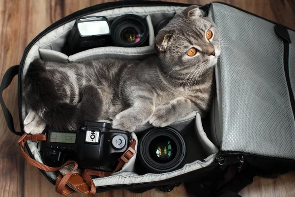 Британец Shorthair кота в фотопакете . — стоковое фото