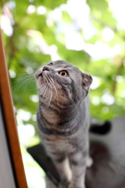 Büyük gri İngiliz kedi açık.