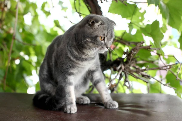 Portrait of British Shorthair cat lying on a background of green leaves. — Stock Photo, Image