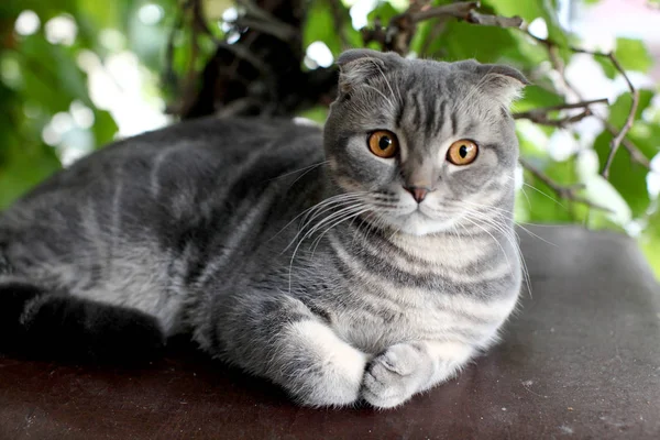 Yeşil yaprakları bir arka planda yatan Ingiliz shorthair kedi portresi. — Stok fotoğraf