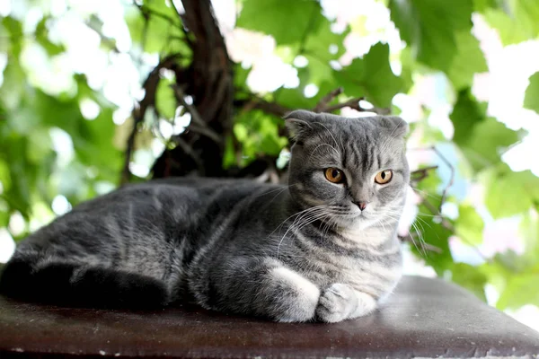 Big grey british cat outdoor. — Stock Photo, Image