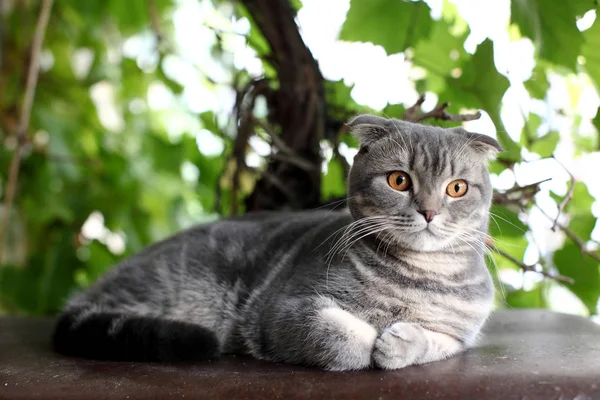 Yeşil yaprakları bir arka planda yatan Ingiliz shorthair kedi portresi. — Stok fotoğraf