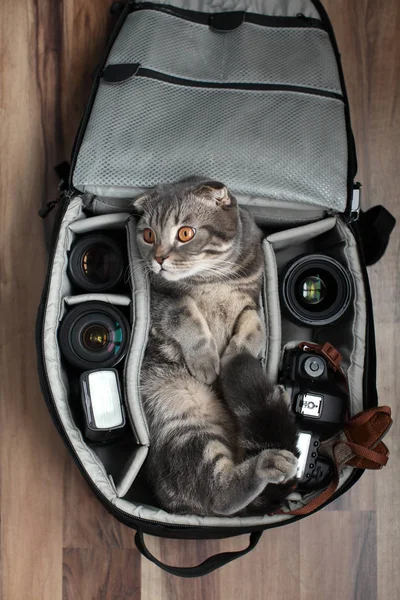 Eine Katze in einer Fototasche. — Stockfoto