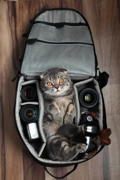 Британец Shorthair кота в фотопакете . — стоковое фото
