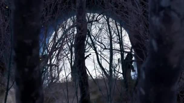 Zombies Walking Full Moon Forest Loop Oferă Cameră Care Zoom — Videoclip de stoc