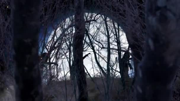 ゾンビ歩きを通して 満月フォレスト ハッピーハロウィン ループ背景シーンに表示されるハッピーハロウィン テキストで満月の距離で歩いてゾンビを明らかに森のシーンからズーム アウト カメラを備えてください — ストック動画