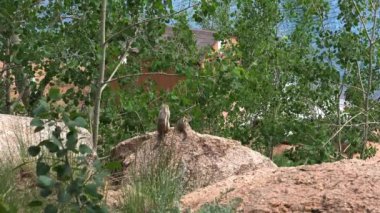 Colorado 4k Crystal Creek Rezervuar sincaplar arka planda su etrafında hışırdayan aspen yaprakları ile bir kaya üzerinde iki sincap bir görünüm özellikleri