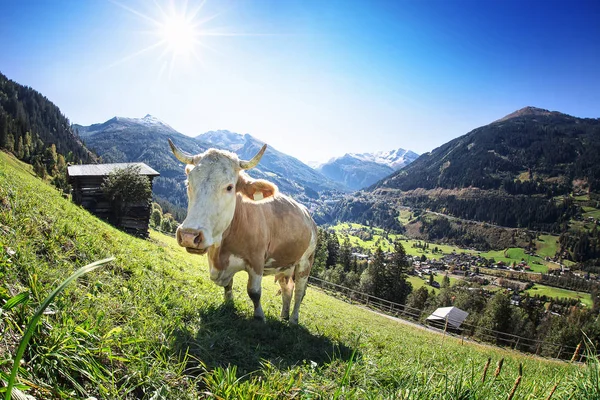 Weidende Kuh Auf Den Österreichischen Alpen — Stockfoto