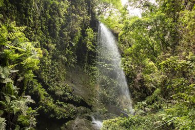 La Palma Adası, Kanarya Adaları, İspanya çarpıcı şelale