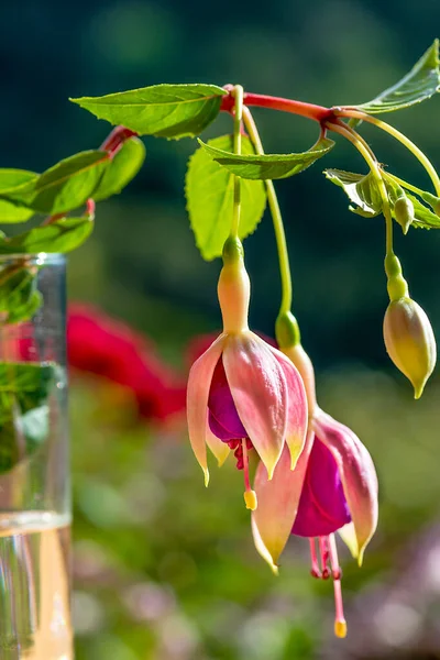 branch of a pretty fuchsia of violet colors in a glass of water in the evening light