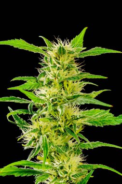 Siyah arka planda büyüyen kenevir bitkilerini kapat