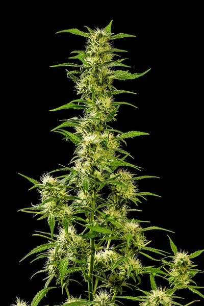 Close Groeiende Cannabisplant Zwarte Achtergrond — Stockfoto
