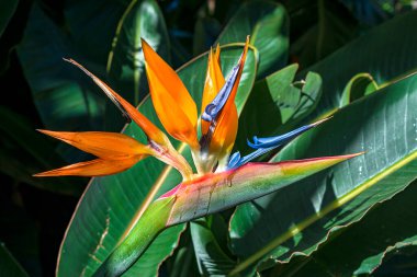 Strelitzia çiçeği güneş ışınlarını alıyor, geride iz bırakıyor.