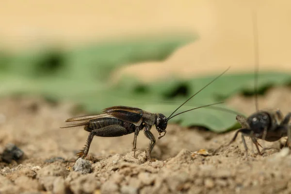 Крупним Планом Чоловічий Жіночий Крикет Melanogryllus Desertus Піску Фоні Зеленого — стокове фото