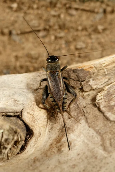 Gros Plan Cricket Melanogryllus Desertus Sur Chevalet Par Temps Ensoleillé — Photo