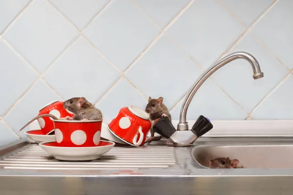 三只小鼠 在厨房 一只老鼠坐在红杯子里 在公寓里和啮齿动物打架 — 图库照片
