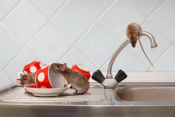 Üç genç rats (Rattus norvegicus) ve kırmızı bardak lavabo ve musluk suyu mutfak at üstünde. Kemirgenler daire ile mücadele. İmha.