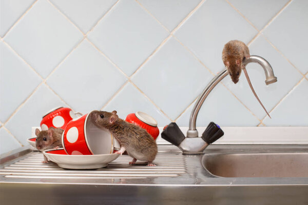 Three young rats (Rattus norvegicus) and red cups on sink and on top of the water faucet at kitchen. Fight with rodents in the apartment. Extermination.