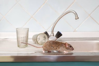 İki yönlü gözlük arka plan üzerinde mutfak at lavaboya closeup genç fare (Rattus norvegicus) dinlenir. Kemirgenler daire ile mücadele. İmha.