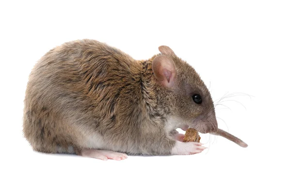 Closeup Jonge Rat Rattus Norvegicus Eet Rusk Geïsoleerd Witte Achtergrond — Stockfoto