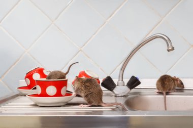 Üç genç rats (Rattus norvegicus) mutfak at. Bir fare kırmızı bardağa tarar. Kemirgenler daire ile mücadele. İmha.