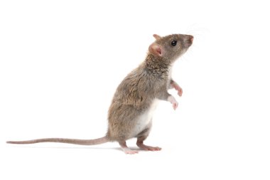 portre genç fare (Rattus norvegicus) arka ayakları ve ararken üzerinde duruyor. Beyaz arka plan üzerinde izole
